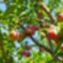 Plum Fruit Trees Three X 10 L Pots, thumbnail 2 of 6