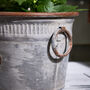 Flowers And Garden Metal Planter Tub, thumbnail 4 of 4
