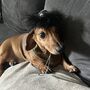 Black Feather Trim Diva Dog Hat, thumbnail 5 of 5