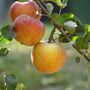 Fruit Trees Apple Cox Orange Pippin One X 10 L Pot, thumbnail 4 of 4