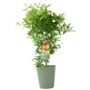 Citrus Clementine Tree – 5 L Pot Fruiting Plant, thumbnail 2 of 5