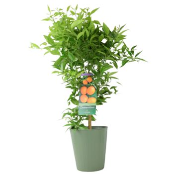 Citrus Clementine Tree – 5 L Pot Fruiting Plant, 2 of 5