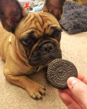 Afternoon Tea Doggy Biscuits, 8 of 11