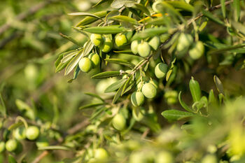 Large Olive Tree One X Plant In Eight Litre Pot, 2 of 6