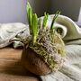 Fresh Narcissus Bulb In Buddha Nut Shell, thumbnail 8 of 10