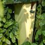 Fsc® Pine Treecreeper Nest Box With Zinc Roof 41.5cm, thumbnail 5 of 6