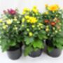 Mixed Chrysanthemum Plants, Full Plants In 1 L Pots, thumbnail 2 of 3