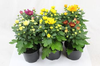 Mixed Chrysanthemum Plants, Full Plants In 1 L Pots, 2 of 3