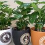 Giant Coffee Mug Planter Optional Coffee Plant Gift, thumbnail 2 of 5