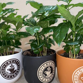 Giant Coffee Mug Planter Optional Coffee Plant Gift, 2 of 5