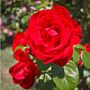 Climbing Rose 'Dublin Bay' Plant In Five L Pot, thumbnail 1 of 5