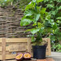 The Passion Fruit Crate, thumbnail 1 of 7