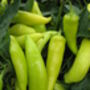 Grow Your Own Chilli Seeds Selection Pack, thumbnail 4 of 7