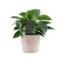 Philodendron White Wave – Indoor Plant 12cm, thumbnail 4 of 5