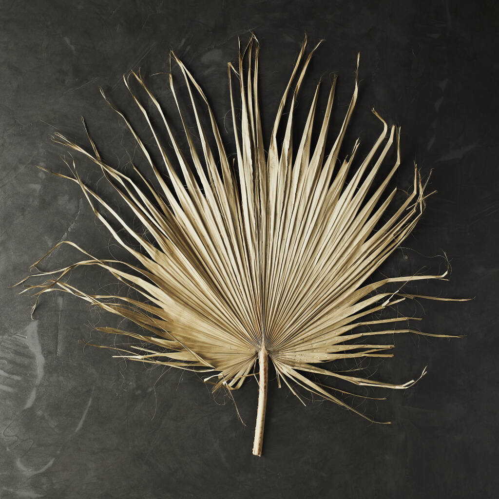 Large Decorative Palm Leaf By Posh Totty Designs Interiors