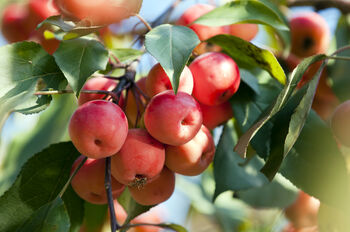 Crab Apple Fruit Trees Three X 10 L Pots, 3 of 6