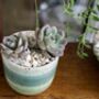 Recycled Crushed Whelk Shells, thumbnail 6 of 8