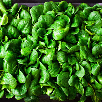 Spinach 'Bella' 12x Full Plant Pack, 2 of 6
