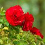 Floribunda Rose 'Trumpeter' Plant In 5 L Pot, thumbnail 3 of 4