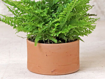 Low Cylinder Terracotta Plant Pot, 3 of 4
