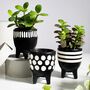 Set Of Three Scandi Little Planters With Succulents, thumbnail 1 of 5