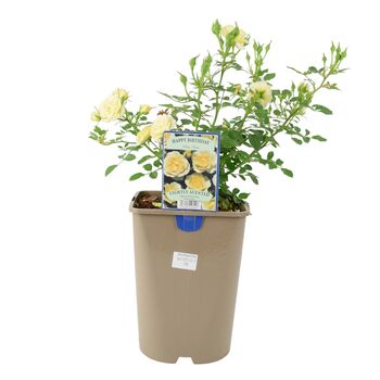 Happy Birthday Cream Rose In5.5 L Pot – Floribunda, 3 of 7