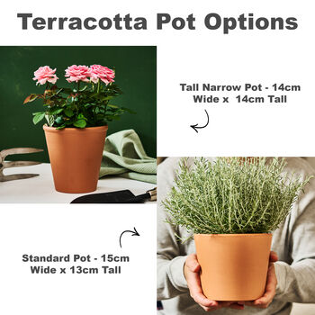 Terracotta Engraved Father's Day Plant Pot, 3 of 6
