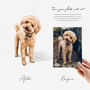 Pet Portrait Gift Hand Drawn Illustration, thumbnail 2 of 11