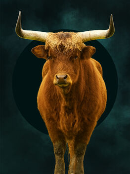 Majestic Highland Cow Canvas Art, 2 of 8