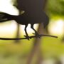 Bird Silhouette Garden Ornament Wall Mounted Deterrent, thumbnail 2 of 2
