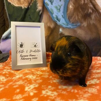 Personalised Framed Guinea Pig Paw Print Gift, 3 of 6