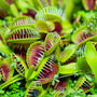 Venus Flytrap Houseplant 9cm Pot Plant, thumbnail 3 of 5