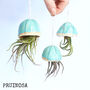 Jellyfish Air Plants, thumbnail 9 of 10