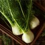 Herbs, Fennel Plants, Full Plants In 9cm Pots, thumbnail 1 of 5