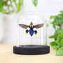 Corbetti Jewel Beetle Insect Bug Entomology Taxidermy Bell Jar, thumbnail 1 of 3