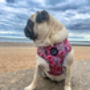 Berry Blossom Floral Dog Harness, thumbnail 3 of 7
