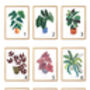 Mix And Match Set Of Three Fine Art Giclee Plant Prints, thumbnail 2 of 2