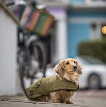 Dachshund Dog Coat, 4 of 6