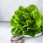 Lettuce 'Cut And Come Again' Eight X Plug Pack, thumbnail 3 of 5