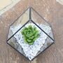 Glass Cube Succulent Terrarium Diy Kit, thumbnail 1 of 2