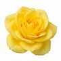 Yellow Patio Bush Rose – Hardy Summer Flowering Shrub, thumbnail 2 of 6