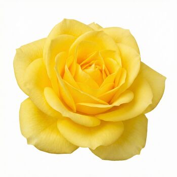Yellow Patio Bush Rose – Hardy Summer Flowering Shrub, 2 of 6