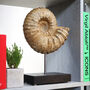 Giant Mantelliceras Ammonite Xl Bespoke Steel Stand Real Authentic Dinosaur Fossil Natural History Interior Design Home Decor Display Gift, thumbnail 1 of 4
