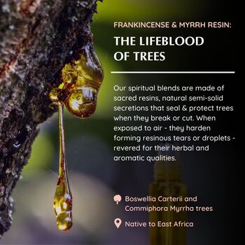 Frankincense And Myrrh Essential Oil Roll On, 5 of 8