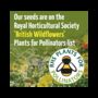 Bee Friendly Wild Flower Seeds, thumbnail 3 of 4