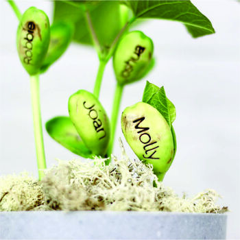 Personalised Beanstalk Story Magic Bean Grow Kit, 2 of 8