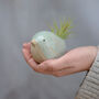 Bird Air Plant Holder In Mint Green, thumbnail 3 of 11