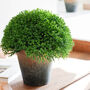 Faux Aged Potted Hebe Plant, thumbnail 1 of 3