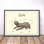 Anatomy Of A Sloth Art Print By Sophie Corrigan, thumbnail 1 of 4
