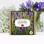 Gardening Gift. Lavender Flowers Growing Kit, thumbnail 1 of 4